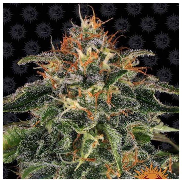Moby Dick Barney's Farm