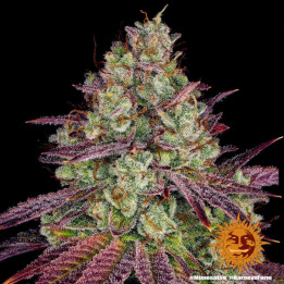 Mimosa Evo Barney's Farm