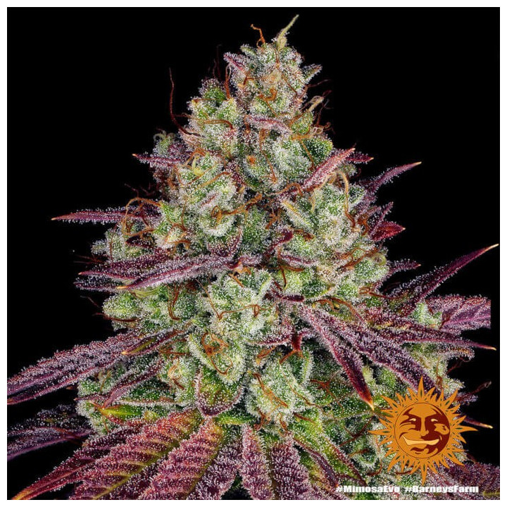 Mimosa Evo Barney's Farm