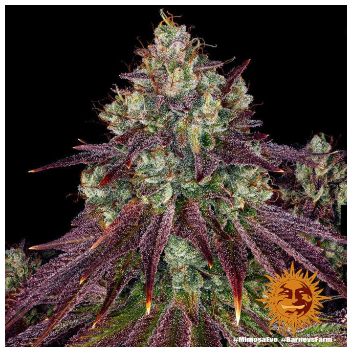 Comprar Mimosa Evo Barney's Farm