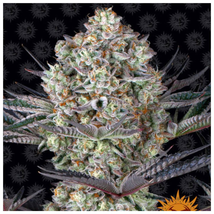 Comprar Dos Si Dos 33 Barney's Farm