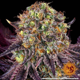 Runtz X Layer Cake Barney's Farm