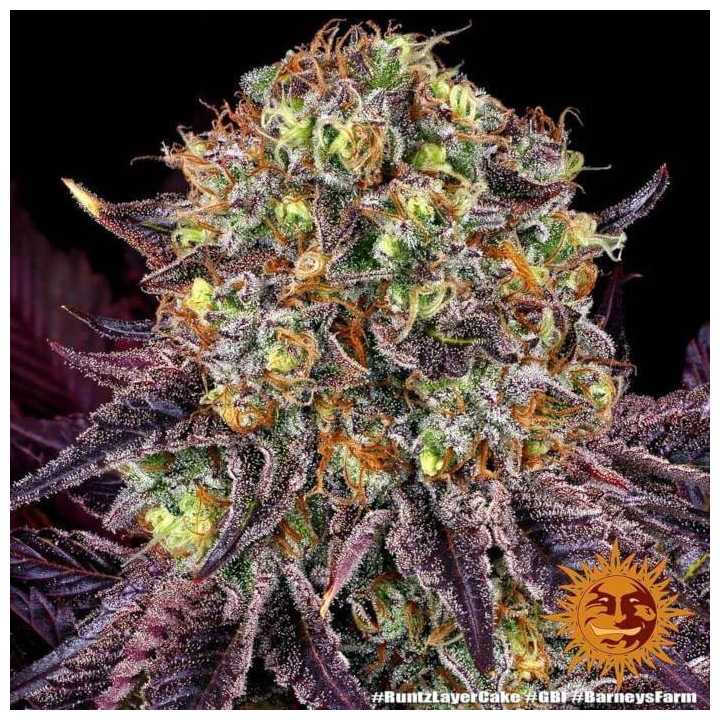 Runtz X Layer Cake Barney's Farm