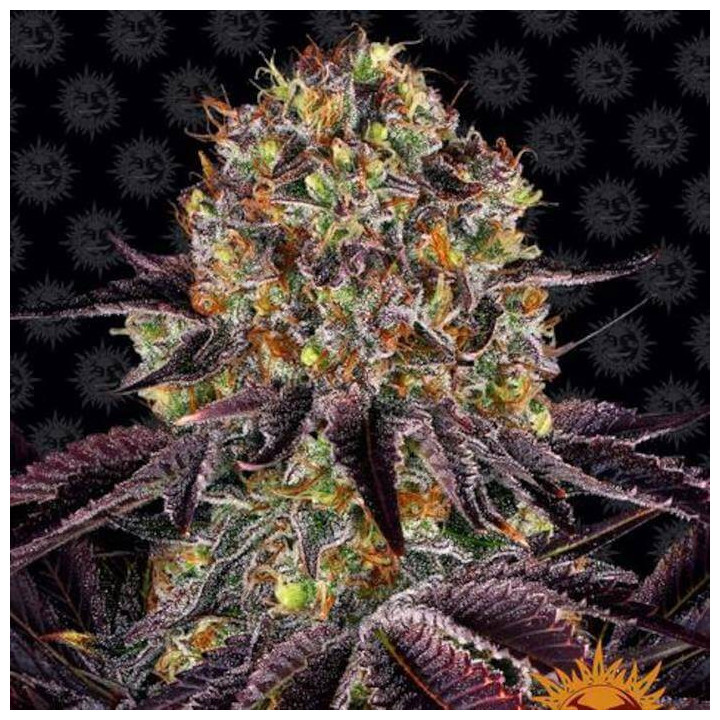 Comprar Runtz X Layer Cake Barney's Farm