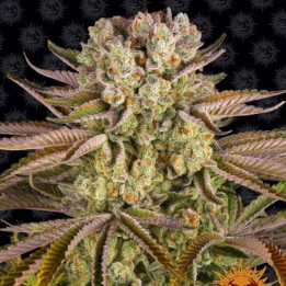 Pineapple Express Barney's Farm