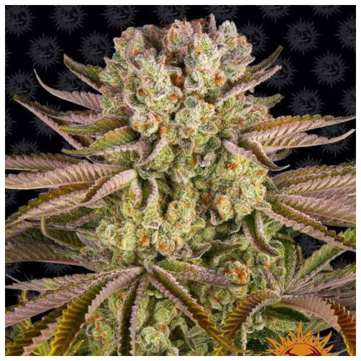 Pineapple Express Barney's Farm