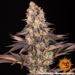 Gelato 45 Barney's Farm