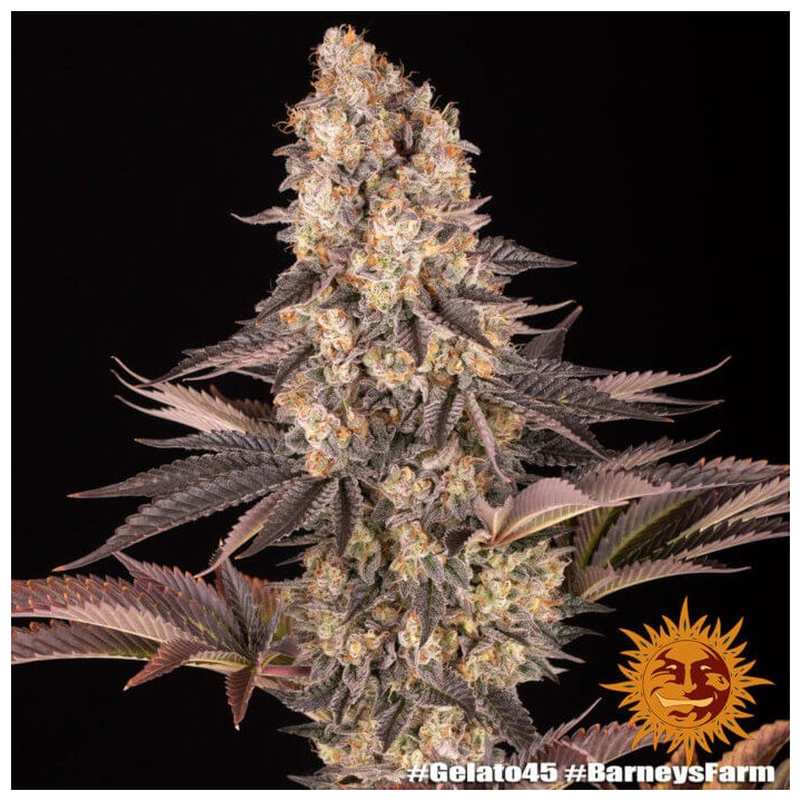 Gelato 45 Barney's Farm