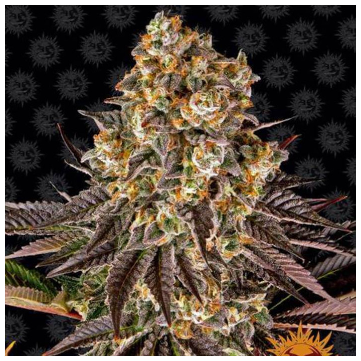 Comprar Gelato 45 Barney's Farm
