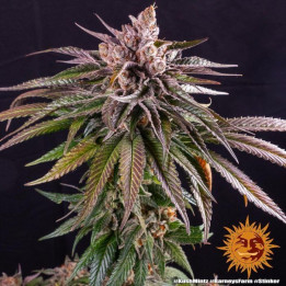 Kush Mintz Barney's Farm