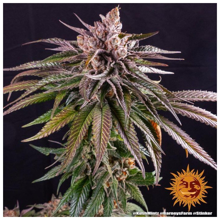 Kush Mintz Barney's Farm
