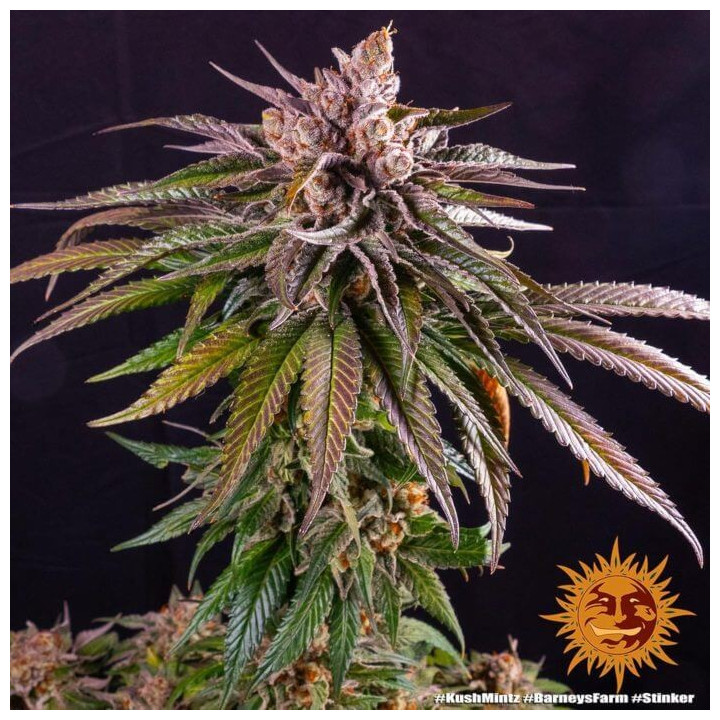 Comprar Kush Mintz Barney's Farm