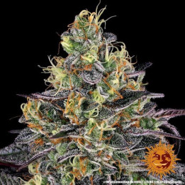 Watermelon Zkittlez Barney's Farm