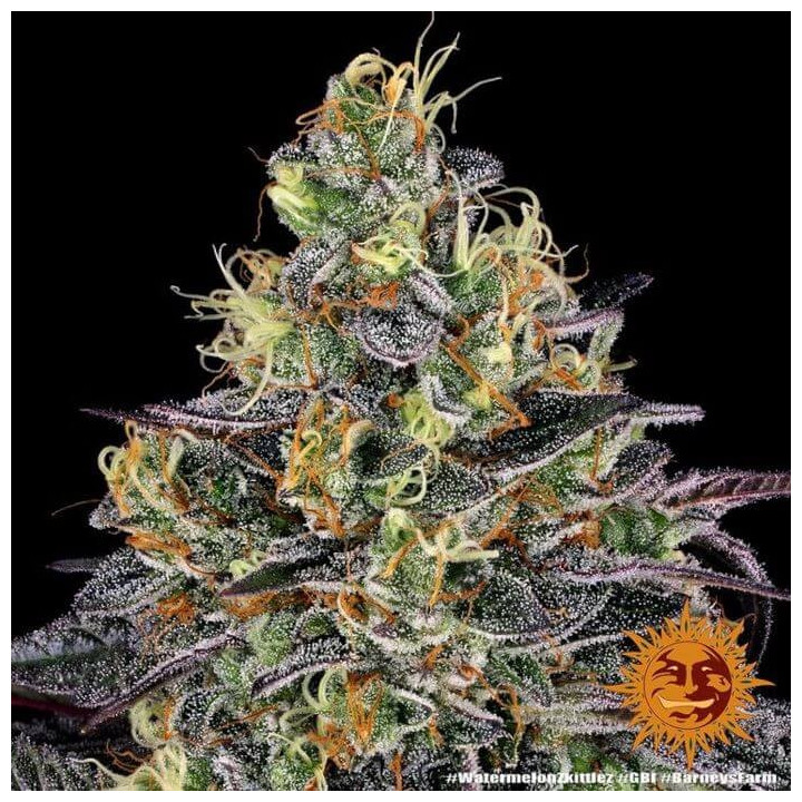 Watermelon Zkittlez Barney's Farm