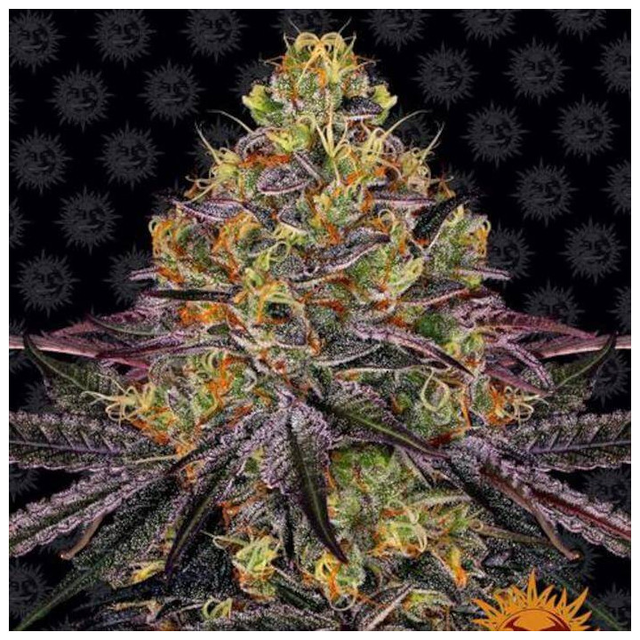 Comprar Watermelon Zkittlez Barney's Farm