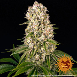 Tropicanna Banana Barney's Farm