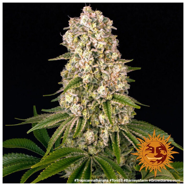 Tropicanna Banana Barney's Farm