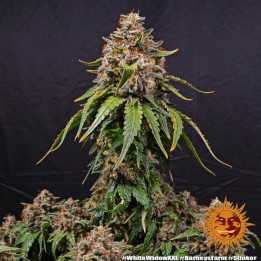 White Widow XXL Barney's Farm