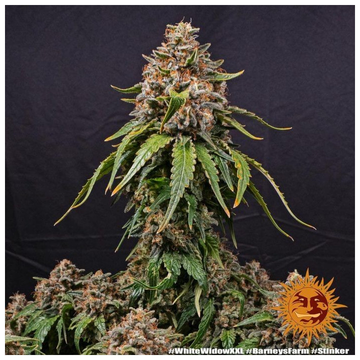 White Widow XXL Barney's Farm
