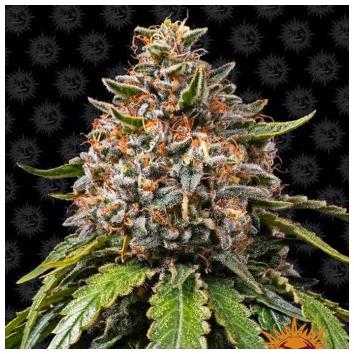 Comprar White Widow XXL Barney's Farm