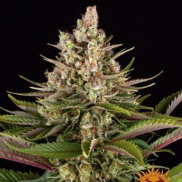 Sour Strawberry Barney's Farm