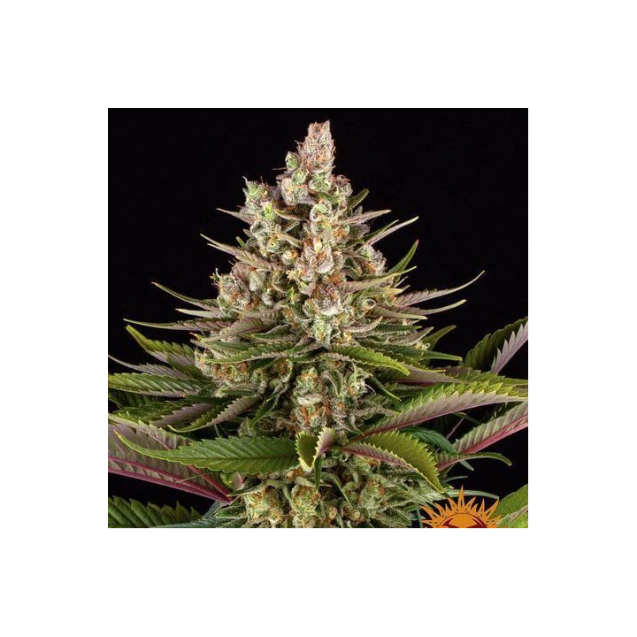 Sour Strawberry Barney's Farm