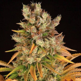 GMO Barney's Farm