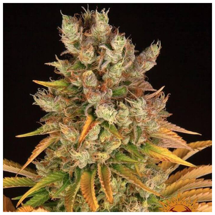 GMO Barney's Farm