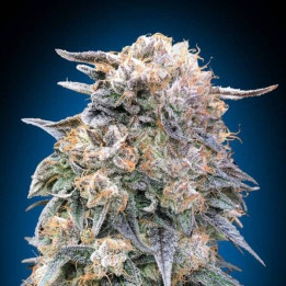 00 Kush Fast - 00 Seeds