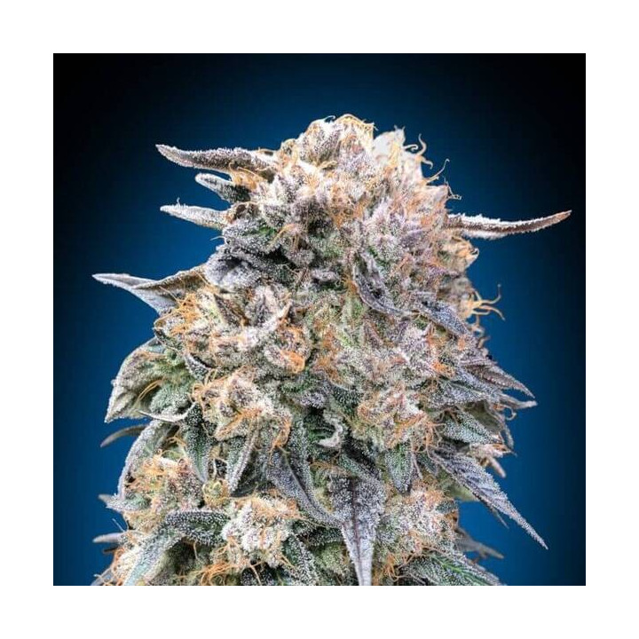 00 Kush Fast - 00 Seeds