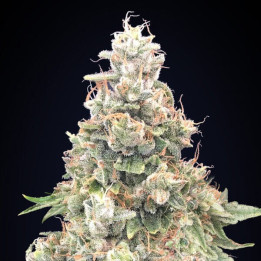 California Kush Fast - 00 Seeds