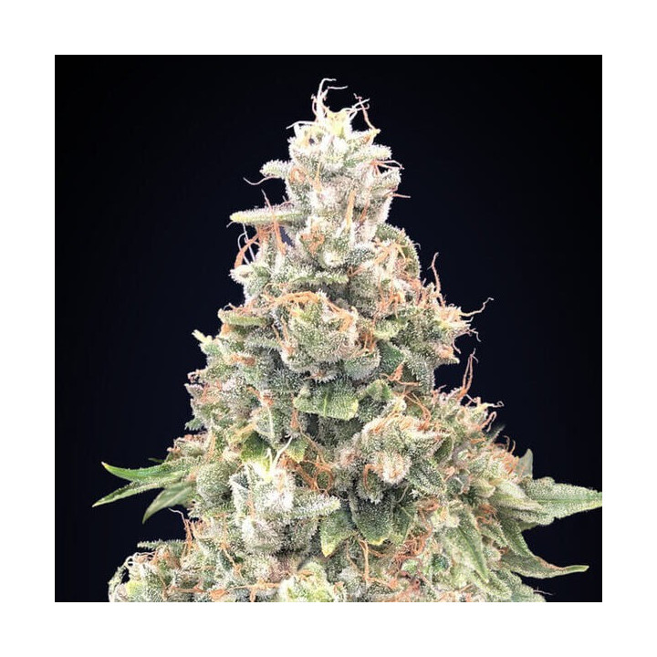 California Kush Fast - 00 Seeds