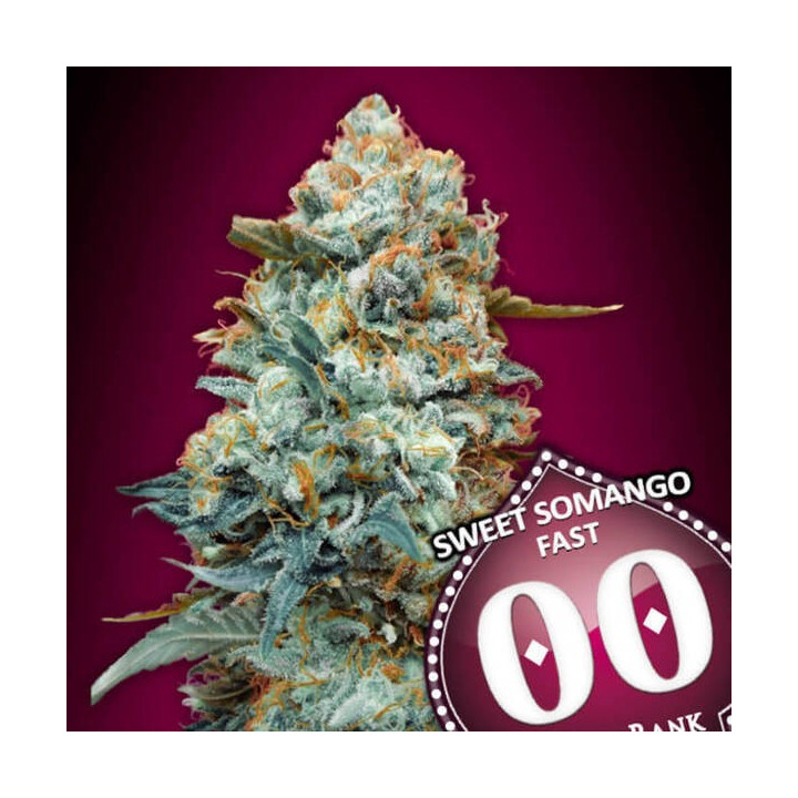 Sweet Somango Fast - 00 Seeds