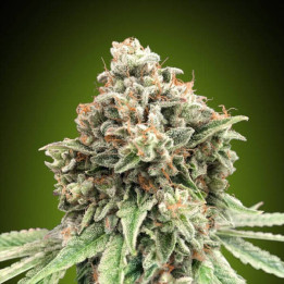 Sweet Critical Fast - 00 Seeds