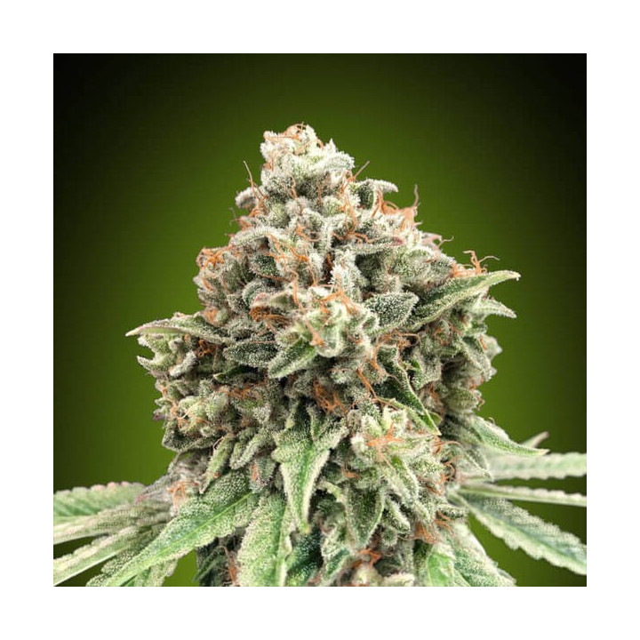 Sweet Critical Fast - 00 Seeds