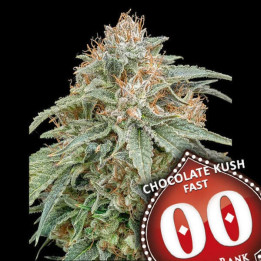 Chocolate Kush Fast - 00 Seeds