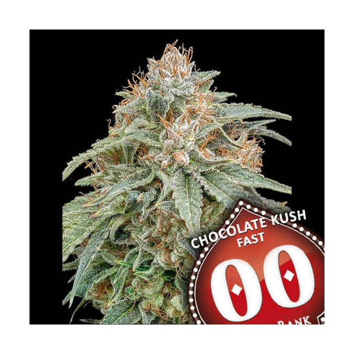 Chocolate Kush Fast - 00 Seeds