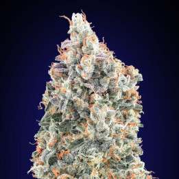 Blueberry Fast - 00 Seeds