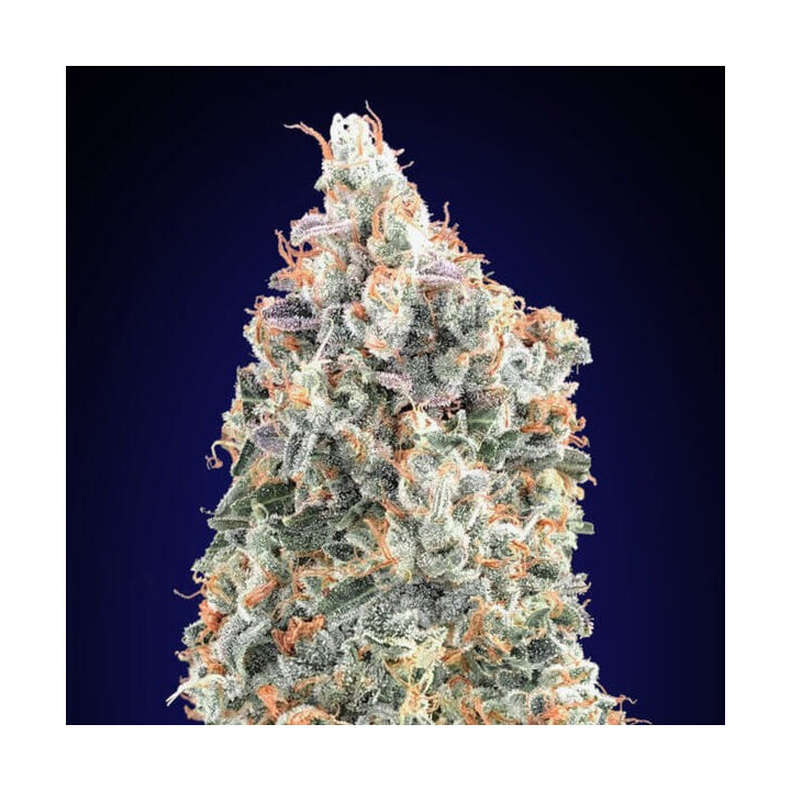 Blueberry Fast - 00 Seeds