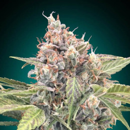 Northern Lights CBD - 00 Seeds