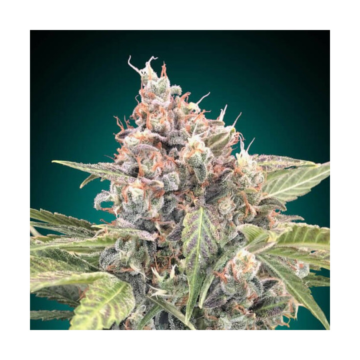 Northern Lights CBD - 00 Seeds