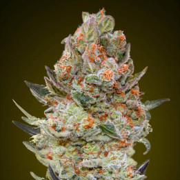 Sweet Critical CBD - 00 Seeds