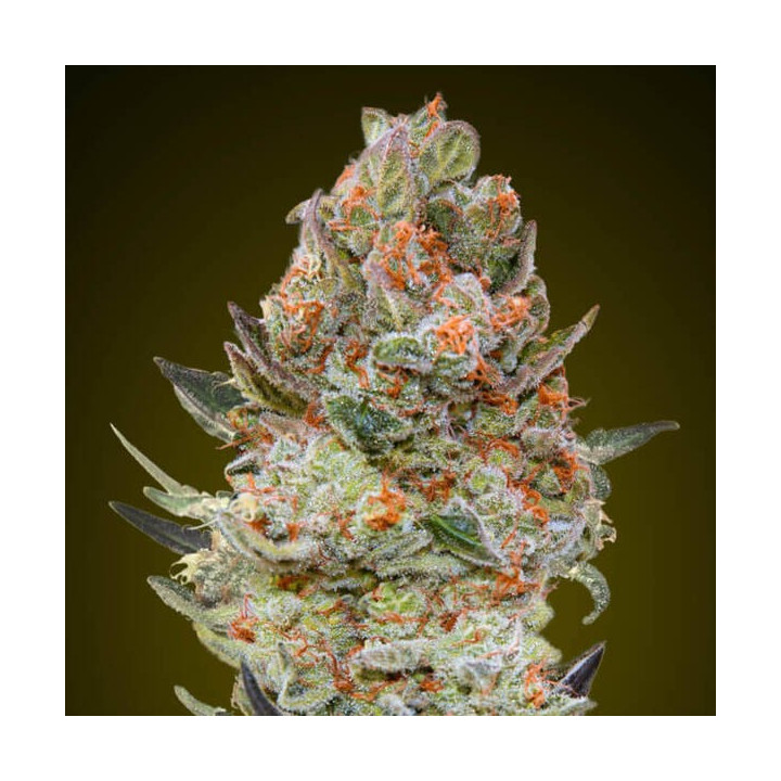 Sweet Critical CBD - 00 Seeds