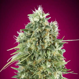 Bubble Gum CBD - 00 Seeds