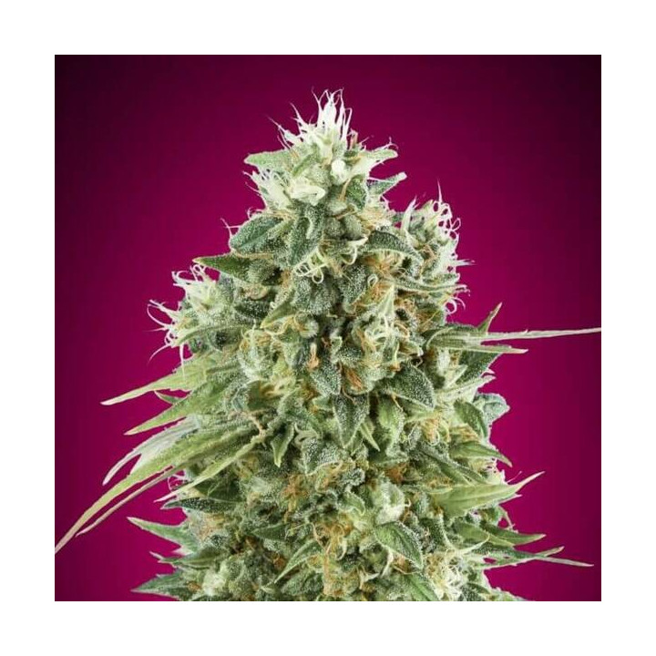 Bubble Gum CBD - 00 Seeds