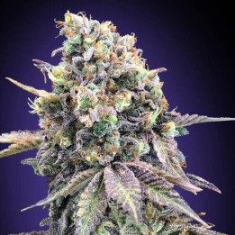 Purple Punch - 00 Seeds