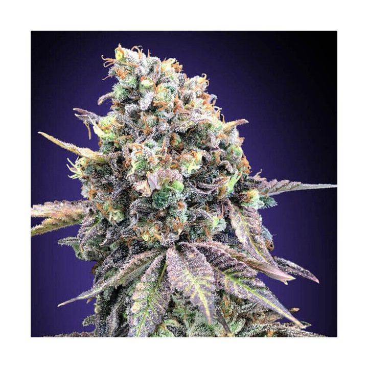 Purple Punch - 00 Seeds
