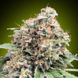 Sweet Critical 2.0 - 00 Seeds