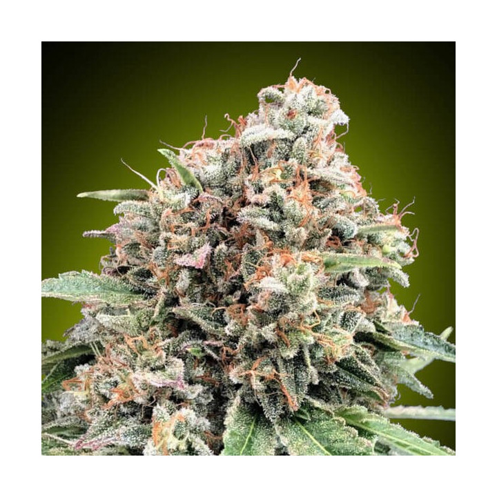 Sweet Critical 2.0 - 00 Seeds