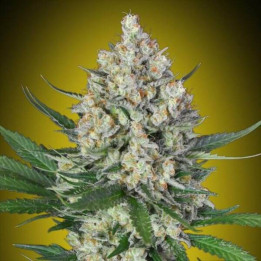 Lemon OG - 00 Seeds